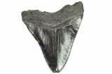 Fossil Megalodon Tooth - Georgia #105009-2
